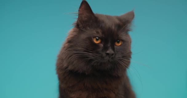 Hermoso Negro Metis Gato Mirando Lado Arriba Sobresaliendo Lengua Lamiendo — Vídeos de Stock