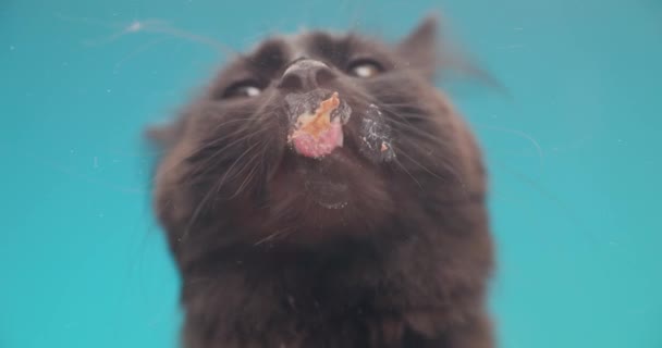 Hungry Small Metis Black Cat Sticking Out Tongue Licking Transparent — Vídeo de Stock