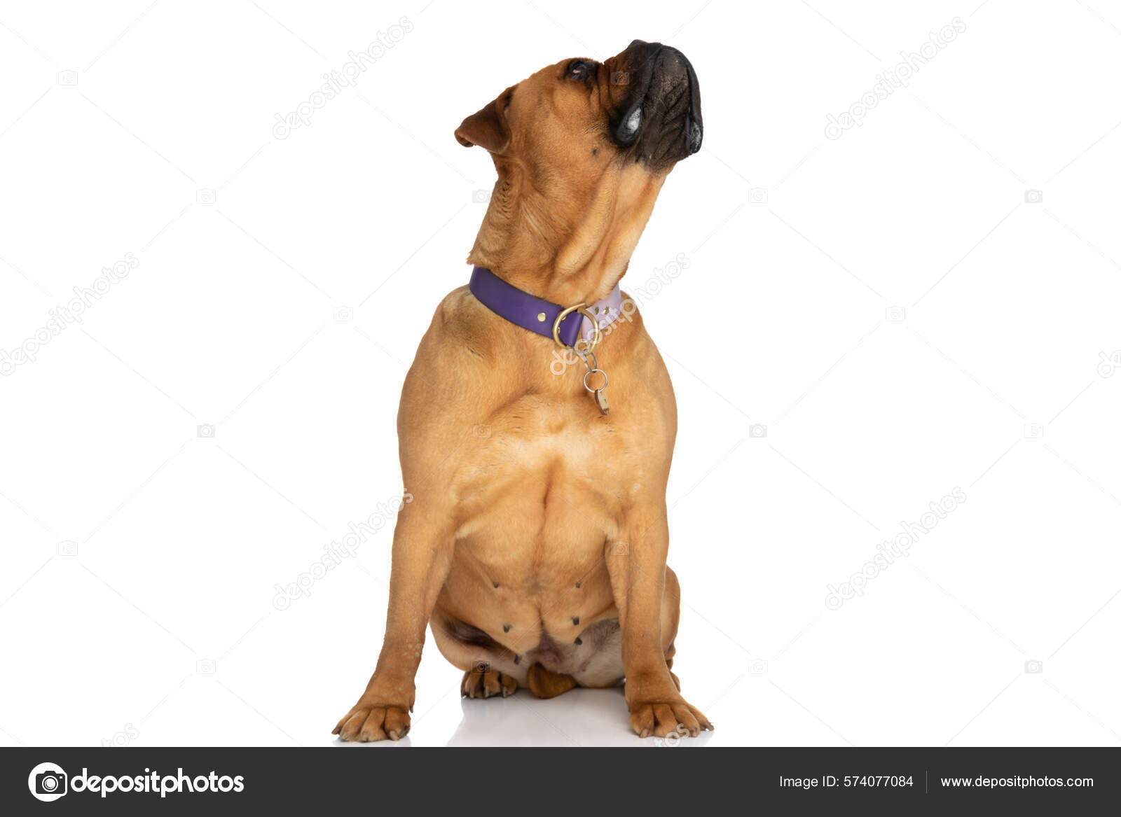 Curious Hungry Bullmastiff Dog Collar Drooling Looking While Sitting Front  Stock Photo by ©feedough 574077084