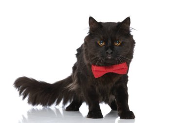 sweet metis cat with black fur is ready to attack anybody who stands in her way against white studio background clipart