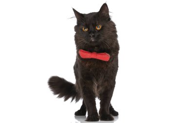 Siyah kürklü tatlı metis kedisi gördüğü bir şeyden etkileniyor ve beyaz stüdyo arka planına karşı kırmızı papyon takıyor.