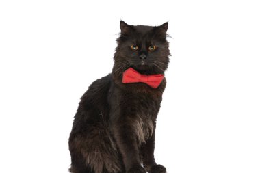 Siyah kürklü küçük metis kedisi beyaz stüdyo geçmişine karşı agresif bir bakış atıyor.