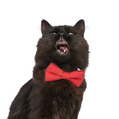 Siyah kürklü sevimli metis kedi sıkılıyor ve beyaz stüdyo arka planına kırmızı papyon takıyor.