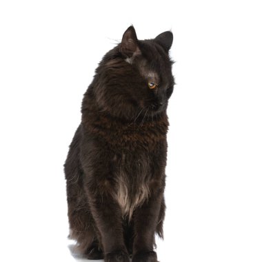 Siyah kürklü acımasız metis kedi beyaz stüdyo geçmişine saldırmaya hazırlanıyor.