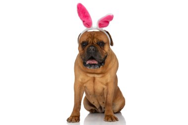Tavşan kulaklı mutlu boğa başı köpek stüdyoda otururken soluk soluğa ve beyaz arka planda dil çıkararak.