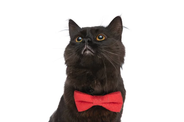 Pequeno Metis Gato Com Preto Pele Está Vestindo Vermelho Bowtie — Fotografia de Stock