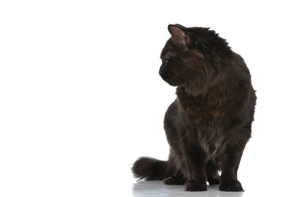 Adorable Metis Cat Black Fur Looking Side Sitting White Studio — Stock Photo, Image