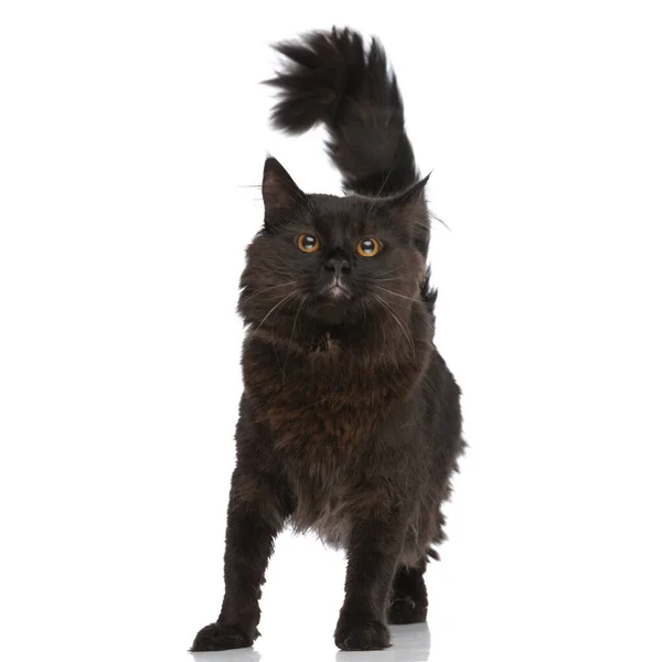 Bonito Metis Gato Com Pele Preta Está Levantando Sua Cauda — Fotografia de Stock