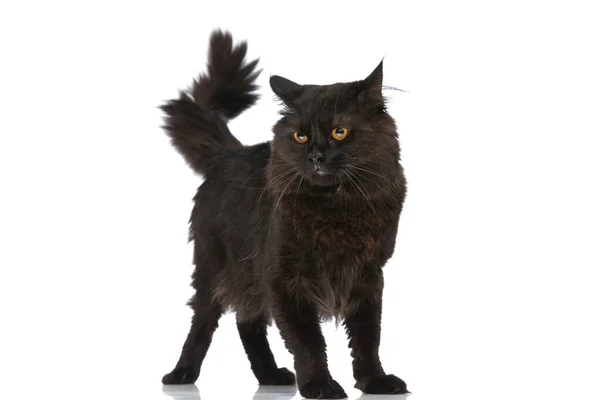 黒毛の可愛いメティ猫は脇から何かに気を取られて白いスタジオの背景に立っている — ストック写真