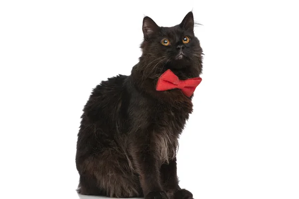 Siyah Kürklü Güzel Metis Kedi Sıkılıyor Beyaz Stüdyo Arka Planına — Stok fotoğraf
