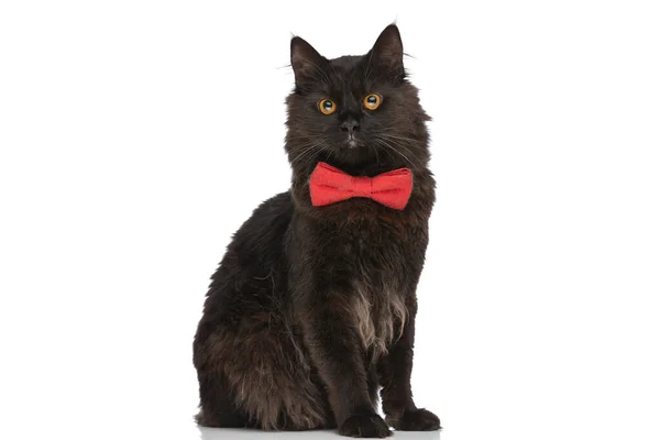 Mały Metis Kot Czarny Futro Jest Patrząc Daleko Myśleć Czymś — Zdjęcie stockowe
