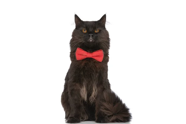 Słodki Metis Kot Czarny Futro Uczucie Złości Noszenie Czerwony Muszka — Zdjęcie stockowe