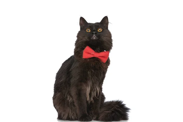 黒い毛皮を持つ甘いメス猫は大きな目で見上げ白いスタジオの背景に赤い蝶ネクタイを身に着けています — ストック写真