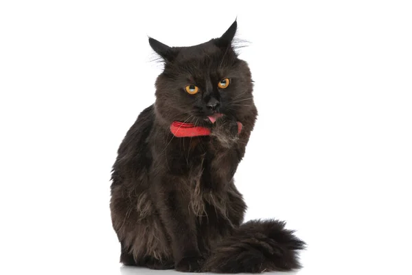 一只长着黑色毛皮的小梅蒂斯猫正在舔她的爪子 此前她刚刚在白工作室做了件坏事 — 图库照片