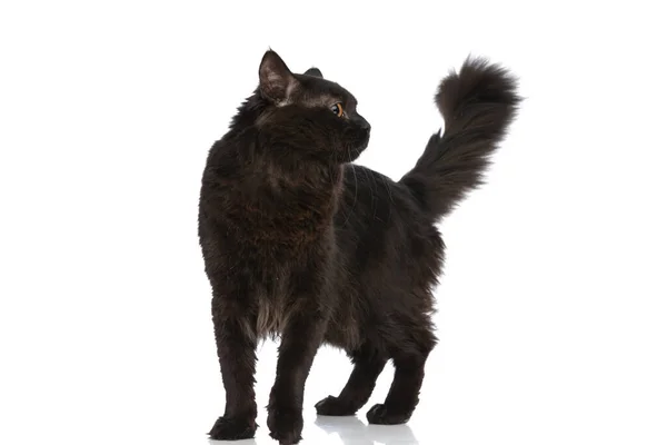 Beautiful Metis Cat Black Fur Curious See What Here Side — Stock Photo, Image