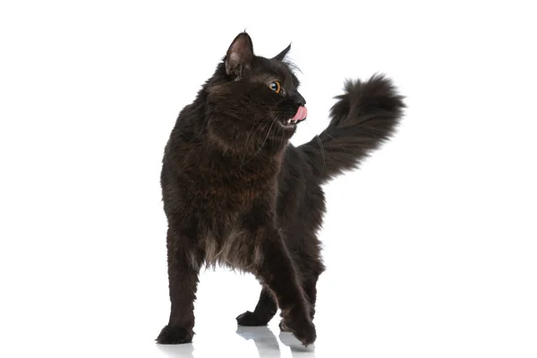黒い毛皮を持つ小さなメティ猫は側を探していると白のスタジオの背景に対していくつかの良い食べ物のために飢えている — ストック写真
