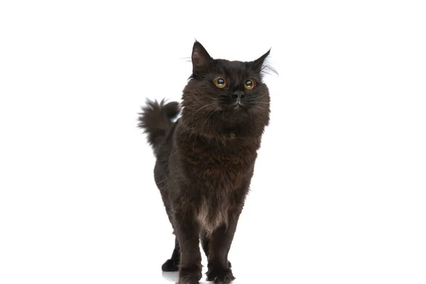 Симпатичная Кошка Метис Черным Мехом Смотрит Сторону Стоит Белом Студийном — стоковое фото