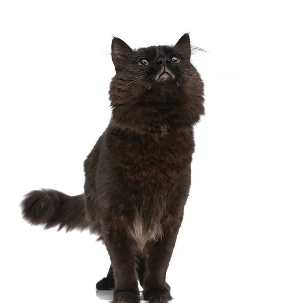 有黑色毛的甜猫正谦逊地抬起头 面对着白色的摄影棚背景 — 图库照片