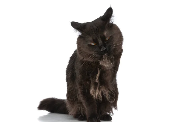 Malefic Metis Macska Fekete Szőrme Nyalogatja Mancsát Készít Egy Ördögi — Stock Fotó