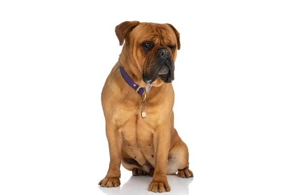 Schattige Bullmastiff Puppy Witte Achtergrond Dragen Halsband Weg Kijken Studio — Stockfoto