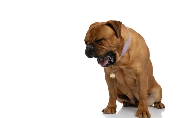 Cansado Marrom Bullmastiff Cão Com Colarinho Bocejando Babando Enquanto Sentado — Fotografia de Stock