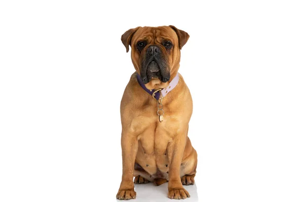 Mooie Bruine Bullmastiff Hond Met Kraag Zittend Voor Witte Achtergrond — Stockfoto