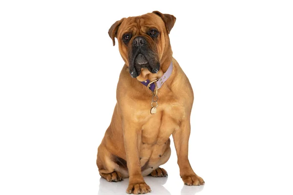 Dolce Piccolo Cucciolo Bullmastiff Con Colletto Seduto Sfondo Bianco Studio — Foto Stock