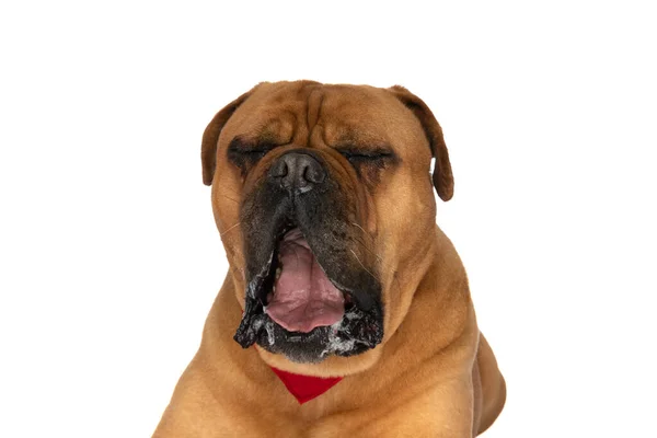 Sonolento Bullmastiff Filhote Cachorro Com Bandana Vermelha Babando Bocejando Frente — Fotografia de Stock