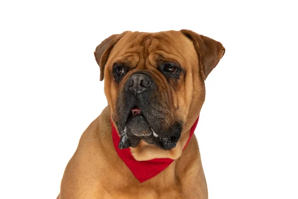 Portret Van Mooie Bruine Bullmastiff Puppy Met Rode Bandana Hals — Stockfoto