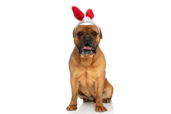 Chien Bullmastiff Mignon Avec Des Oreilles Lapin Rouge Bandeau Haletant — Photo