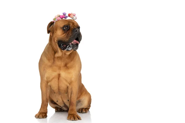 Kostbare Bullmastiff Puppy Met Bloemen Hoofdband Kwijlen Hijgen Terwijl Zitten — Stockfoto