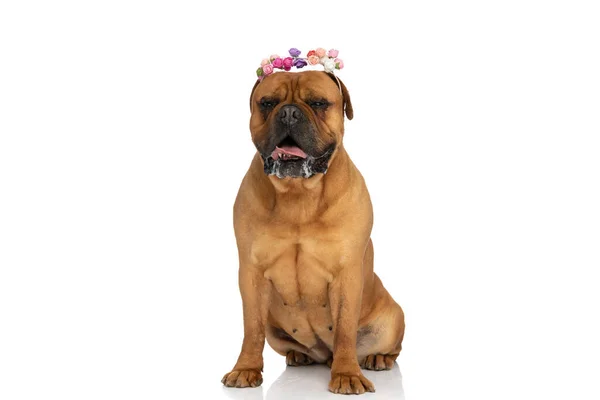 Cute Bullmastiff Dog Colorful Flowers Headband Panting Drooling While Sitting — Stock Photo, Image