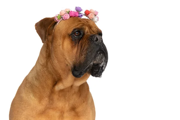 Spring Portrait Beautiful Brown Bullmastiff Dog Flowers Headband Looking Side — Stock Photo, Image