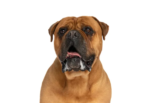 Retrato Adorable Cachorro Bullmastiff Mirando Hacia Arriba Jadeando Babeando Sobre —  Fotos de Stock