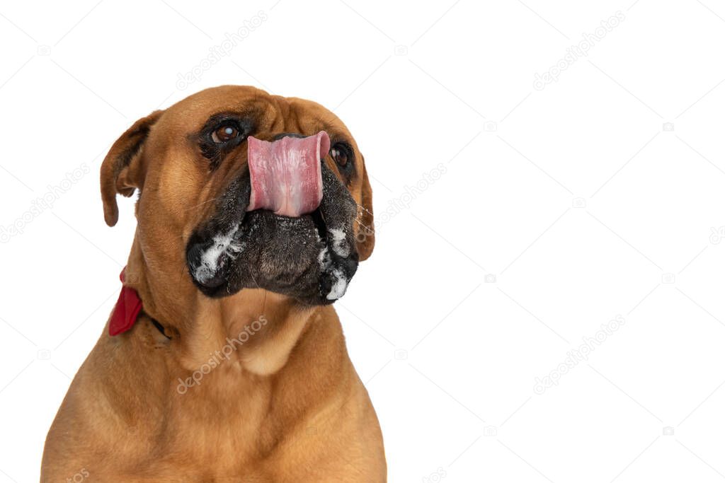 portrait of cute bullmastiff dog with tongue out drooling, looking up and wearing red bowtie sitting on white background in studio