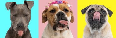 Dillerini uzatan üç kaba ve kaba köpeğin renkli görüntüsü. 