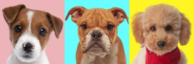 Farklı renklerde üç sevimli yavru köpek portresi.