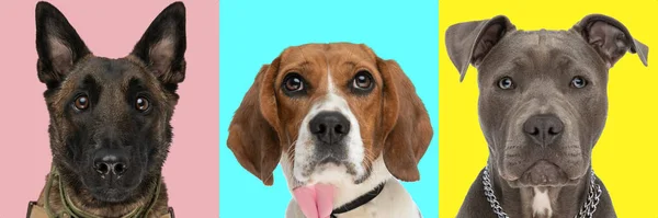 Three Cute Dogs Looking Amazed Curious Something Face — Stock Photo, Image