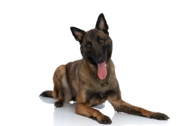 Küçük sevimli Malinois köpeği uzanmış, dilini çıkarmış ve soluk soluğa kalmış stüdyoda beyaz arka planda mutluyken.