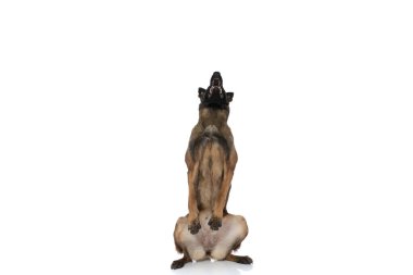 meraklı Belçikalı çoban köpeği arka ayakları üzerinde oturuyor ve soluk soluğa yukarı bakıyor ve stüdyoda beyaz arka planda yemek istiyor.