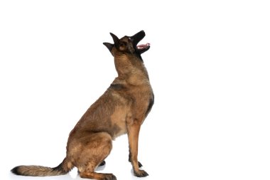 Meraklı Belçikalı çoban köpeğinin yan görünüşü. Stüdyoda beyaz arka planda soluk soluğa.