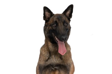 Güzel Belçikalı çoban köpeği. Stüdyoda soluk soluğa ve beyaz arka planda otururken başka tarafa bakıyor.