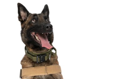 Heyecanlı Belçikalı çoban köpeği koşum takımı giyiyor, dilini çıkarıp nefes alıyor, yukarı bakıyor ve beyaz arka planda oturuyor. 