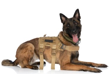Mutlu bekçi köpeğinin yan görünüşü, vücut kemeri, dili çıkmış, soluk soluğa, beyaz arka planda uzanırken başka tarafa bakıyor.