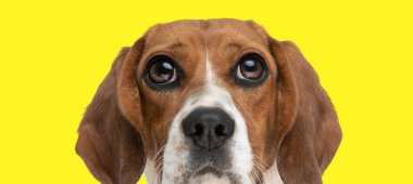 Sevimli küçük av köpeğinin meraklı olması sarı arka planda büyük gözler açıyor.