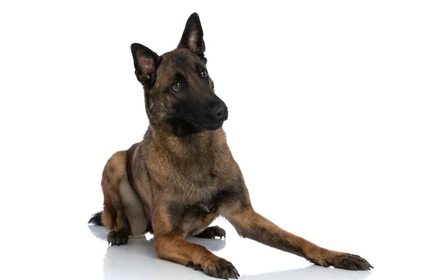 Adorable Curious Police Dog Looking Away While Laying Front White — Stock Photo, Image