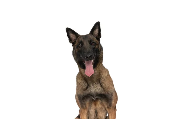 Felice Cane Malinois Belga Seduto Sfondo Bianco Sporgente Lingua Sfondo — Foto Stock