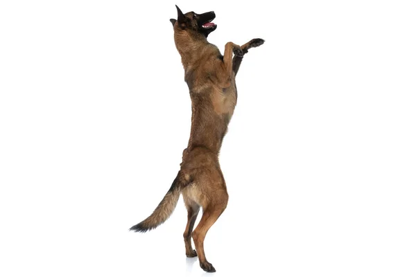 Vista Laterale Del Piccolo Cane Malinois Giocoso Che Guarda Alto — Foto Stock