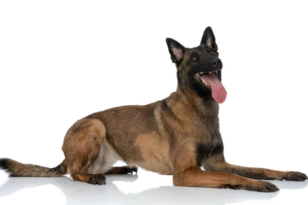 Side View Lovely Little Police Dog Tongue Out Looking Being — Stock Photo, Image