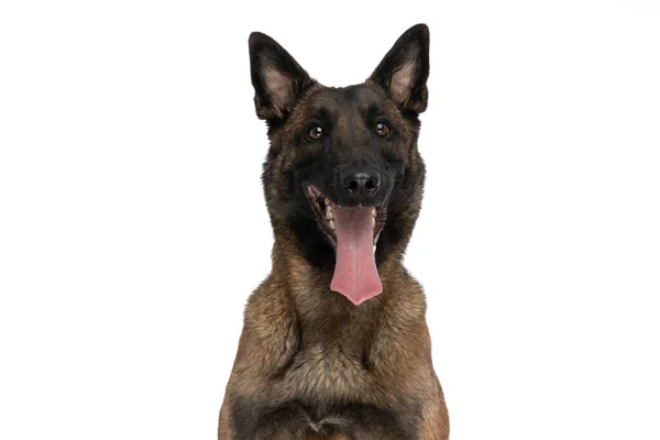 Portrait Adorable Belgian Shepherd Dog Being Happy Sticking Out Tongue — Stock Photo, Image